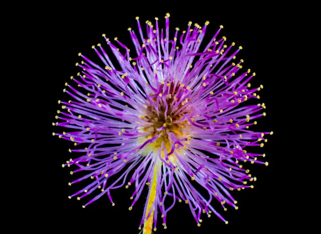 Fondos purpura